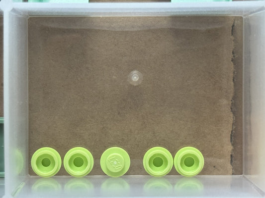LEGO Parts - Yellowish Green Plate, Round 1 x 1 - No 4073 - QTY 5
